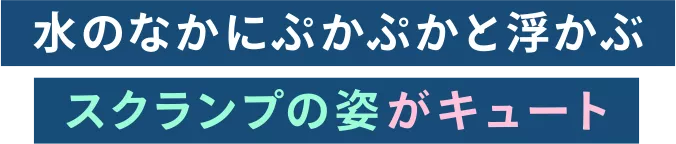 水のなかにぷかぷかと浮かぶスクランプの姿がキュート