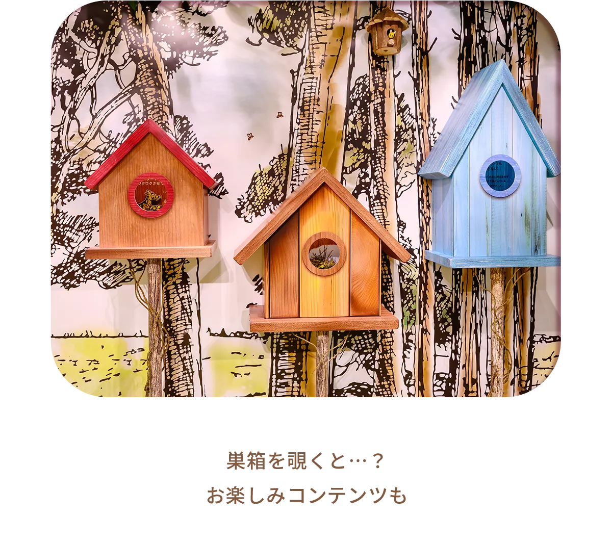 巣箱を覗くと…？お楽しみコンテンツも