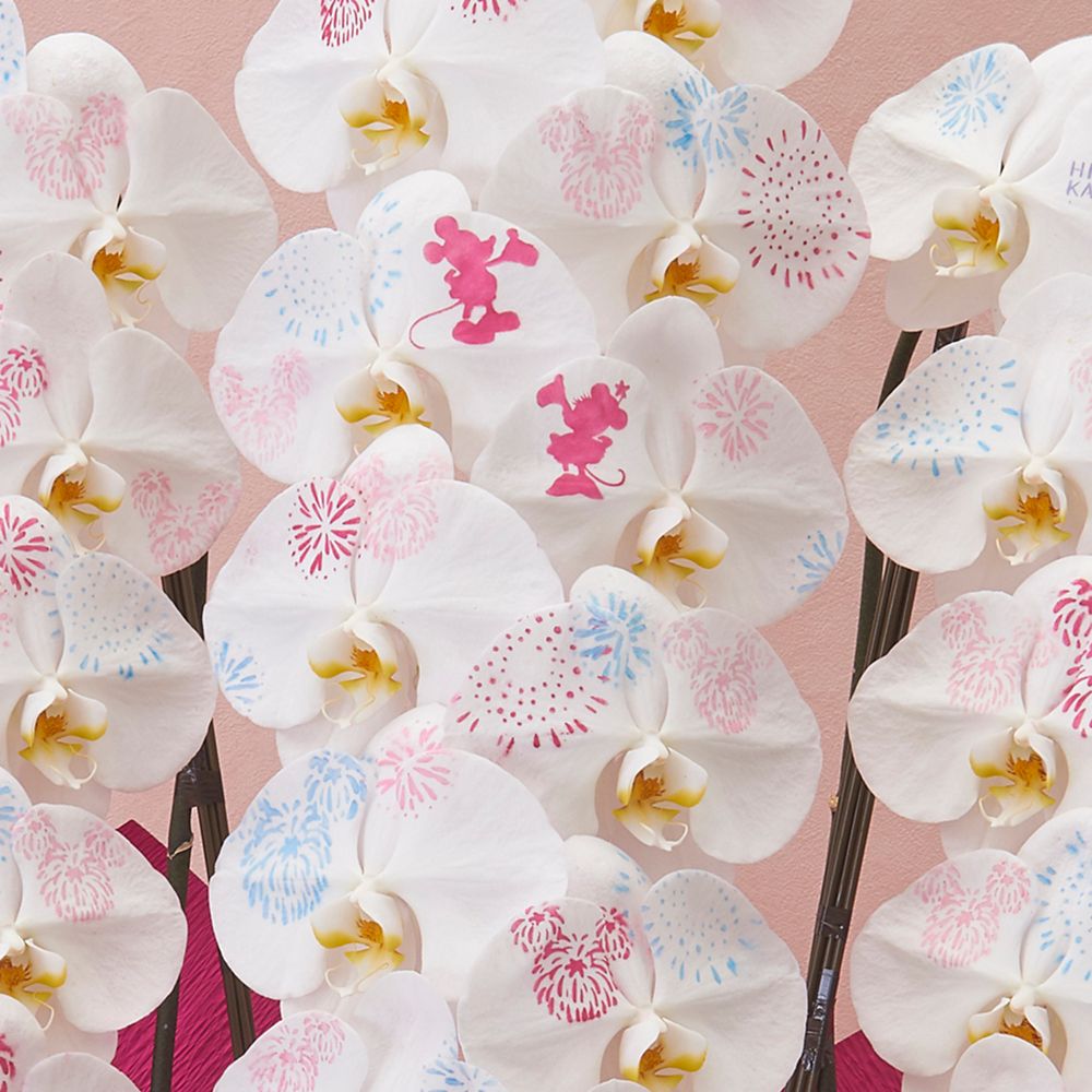 【受注生産】ディズニー 胡蝶蘭「化粧蘭（YUME HANABI）」　【TR6930】
