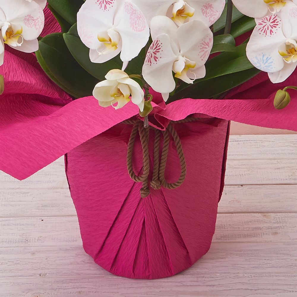 【受注生産】ディズニー 胡蝶蘭「化粧蘭（YUME HANABI）」　【TR6930】