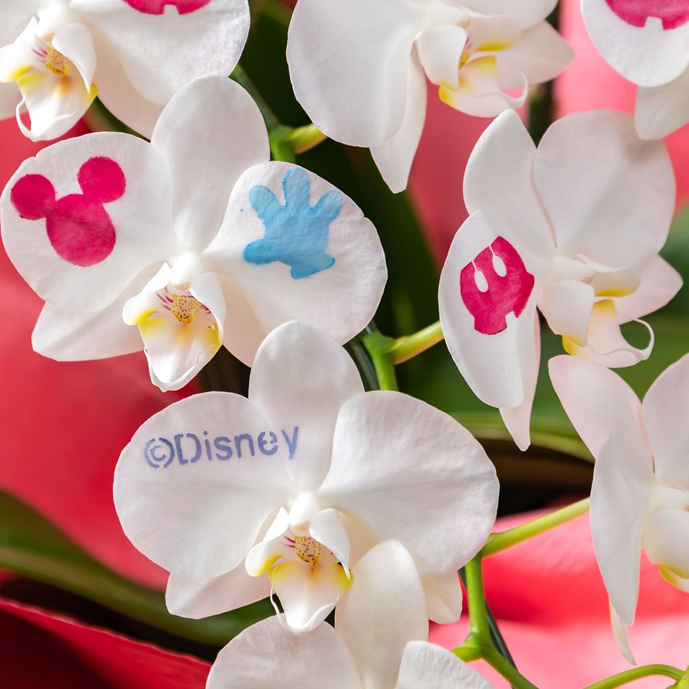 【受注生産】ディズニー ミディ胡蝶蘭「化粧蘭（Mickey）」　【TR6931】