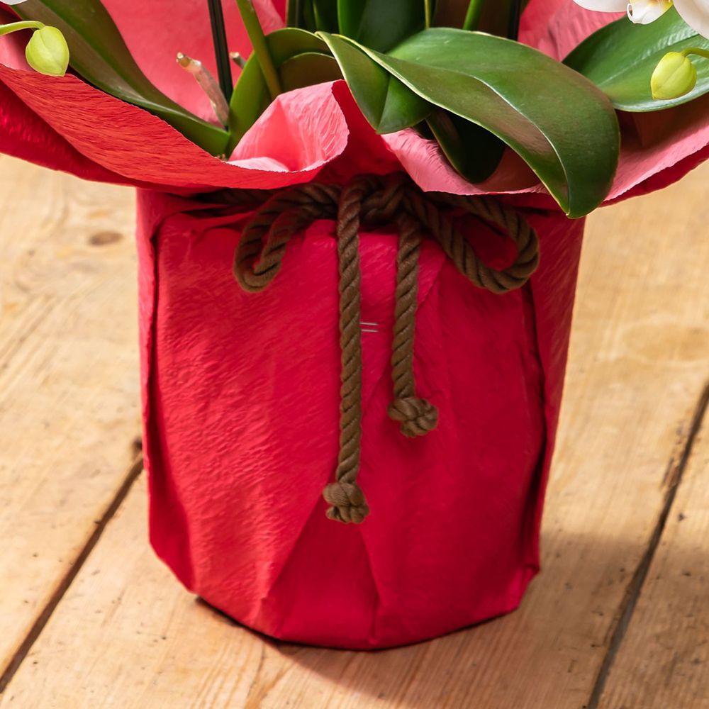 【受注生産】ディズニー ミディ胡蝶蘭「化粧蘭（Mickey）」　【TR6931】