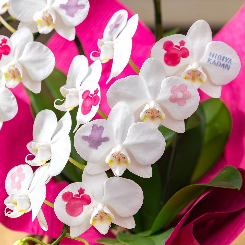 【受注生産】ディズニー ミディ胡蝶蘭「化粧蘭（Minnie）」　【TR6932】