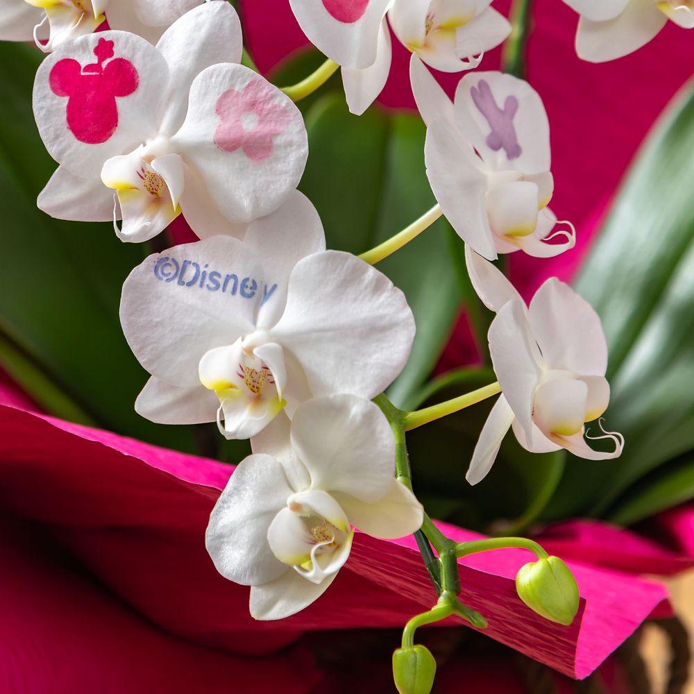 【受注生産】ディズニー ミディ胡蝶蘭「化粧蘭（Minnie）」　【TR6932】