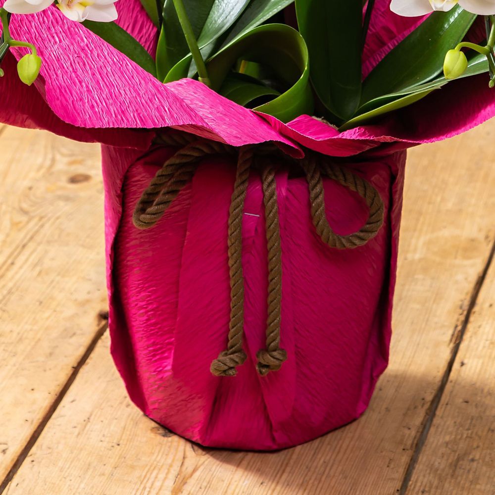 【受注生産】ディズニー ミディ胡蝶蘭「化粧蘭（Minnie）」　【TR6932】